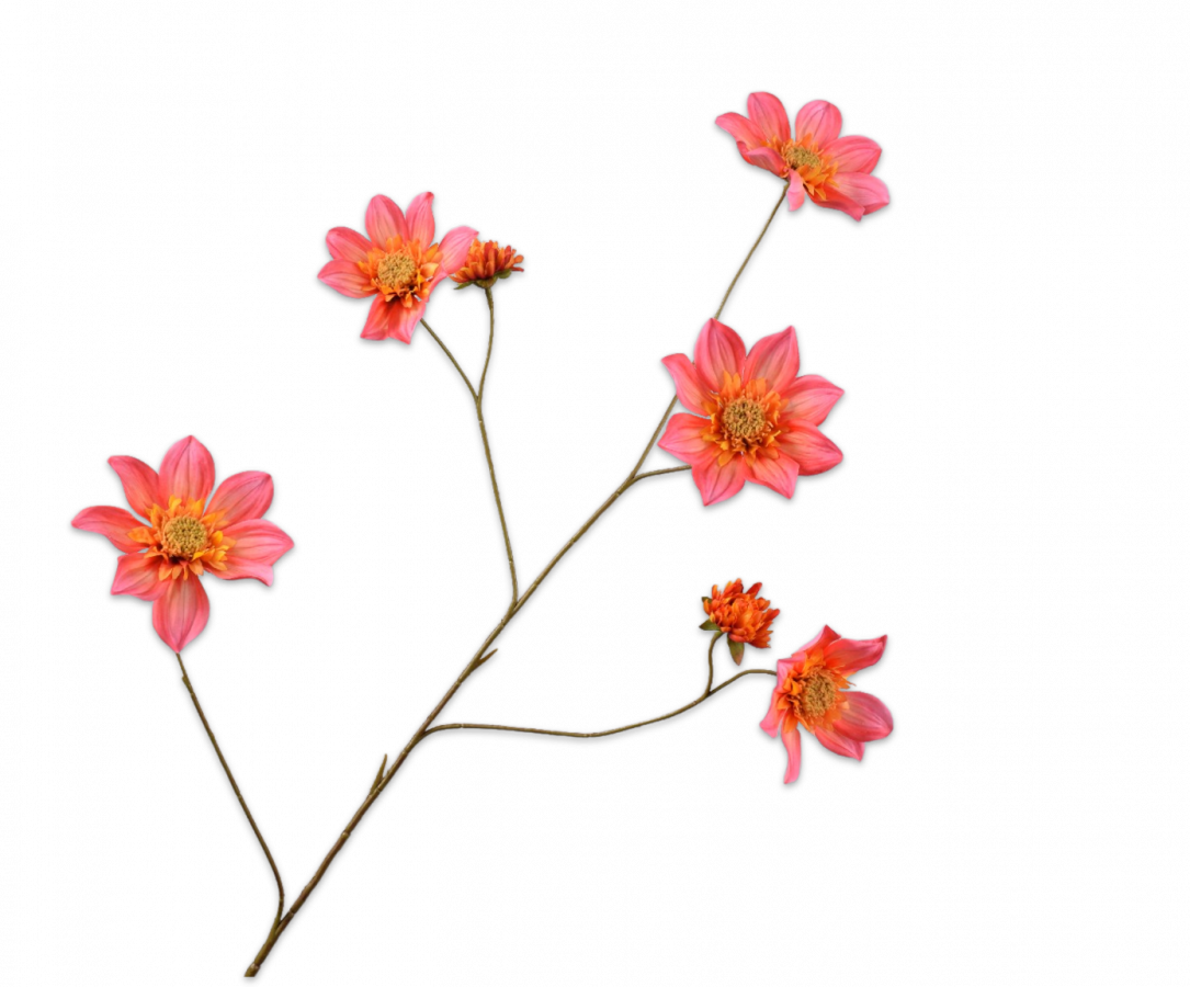 Rudbeckia Tak roze 106cm