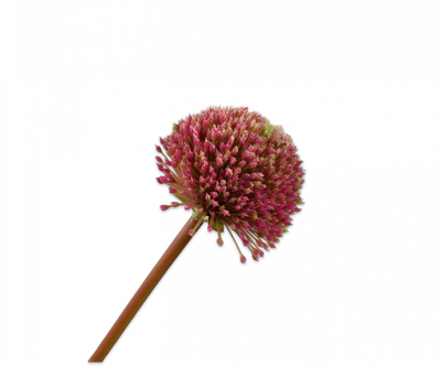 Allium Steel roze 78cm