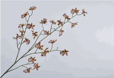 Orchidee Tak paars/groen 100cm