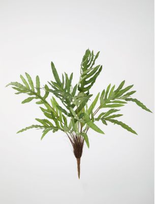 Phlebodium Bush/Zinkvaren 85cm