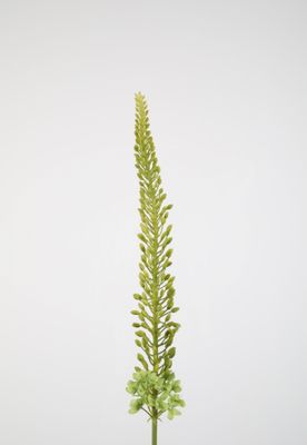 Eremurus Stem Green 112cm