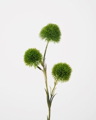 Carnation Green Trick 60cm