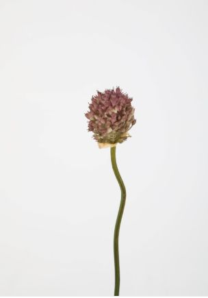 Allium Stem 69cm