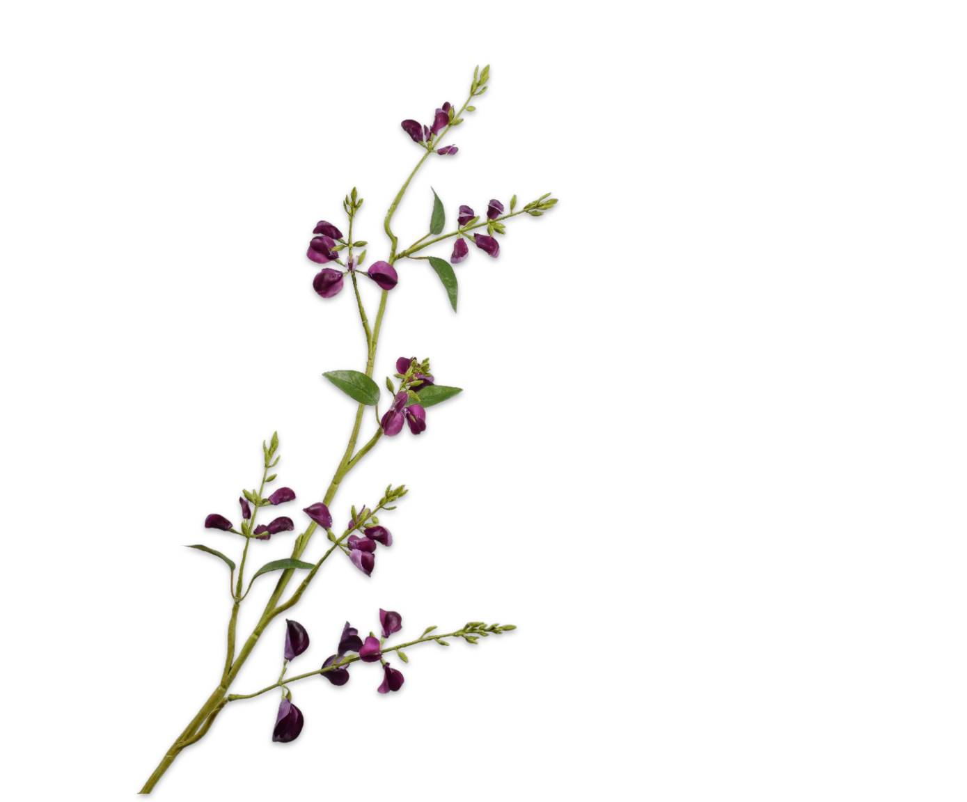 Lathyrus Tak paars 100 cm