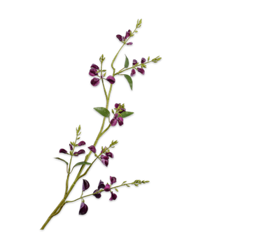 Lathyrus Tak paars 100 cm