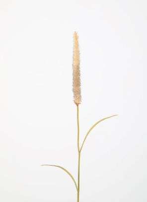 Pennisetum 67cm