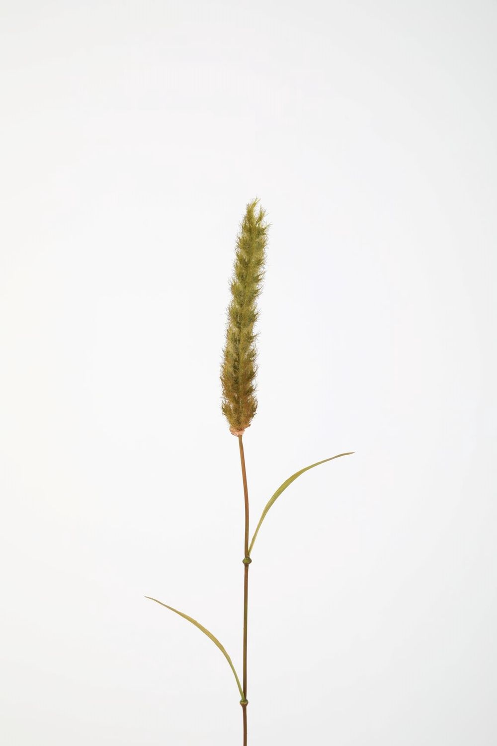 Pennisetum 85cm