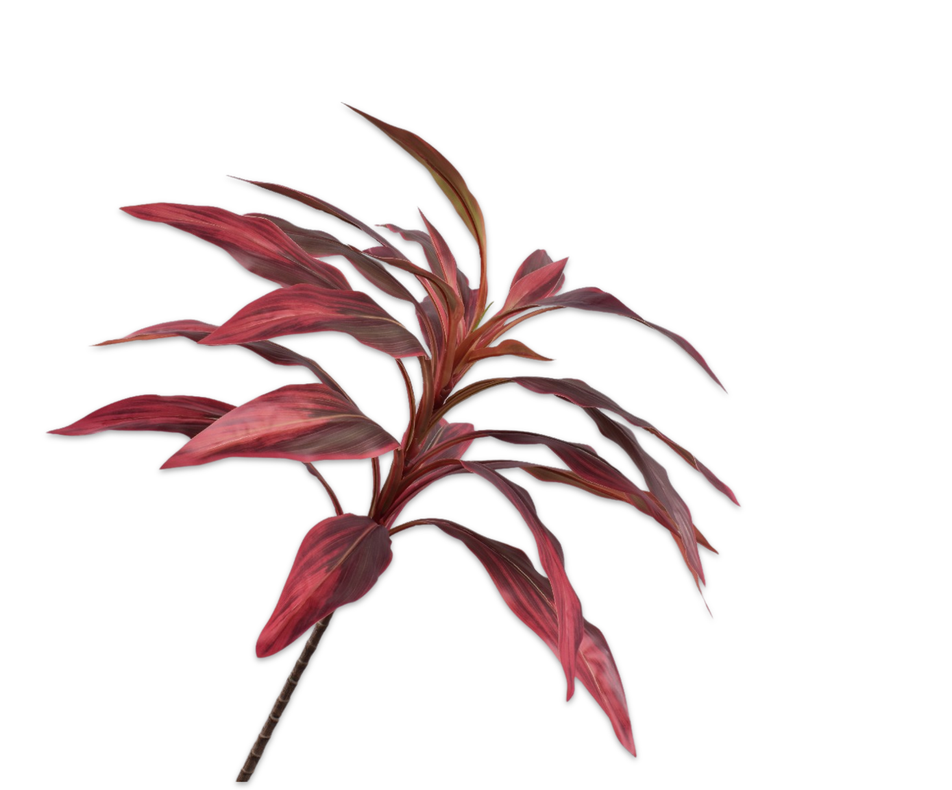 Cordyline Tak rood 100cm