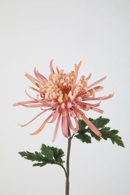 Chrysanthemum 73cm Dia 20cm