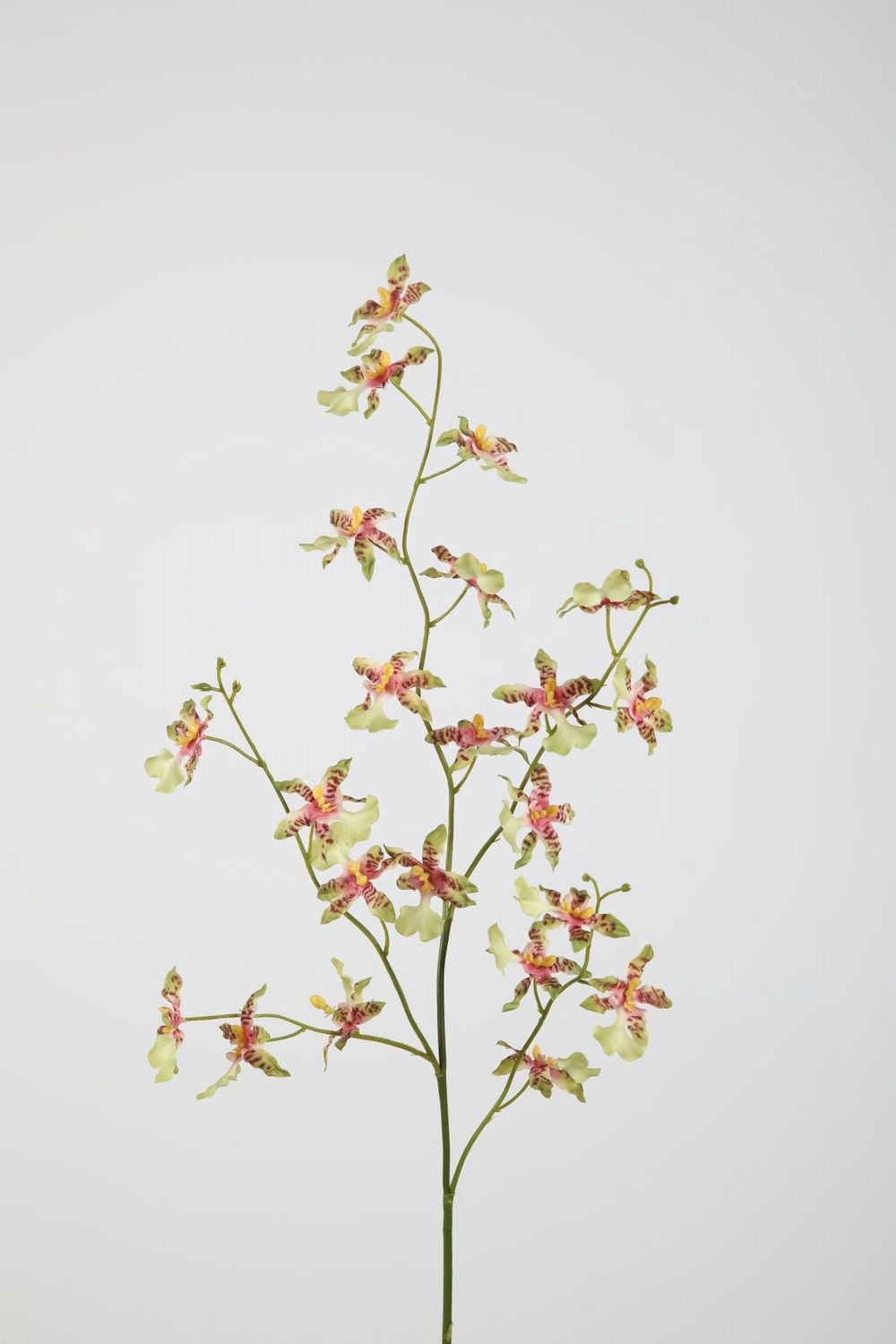 Dancing Orchid 94cm