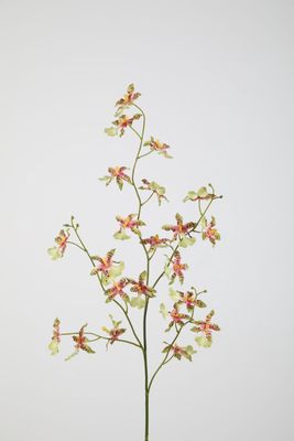 Dancing Orchid 94cm