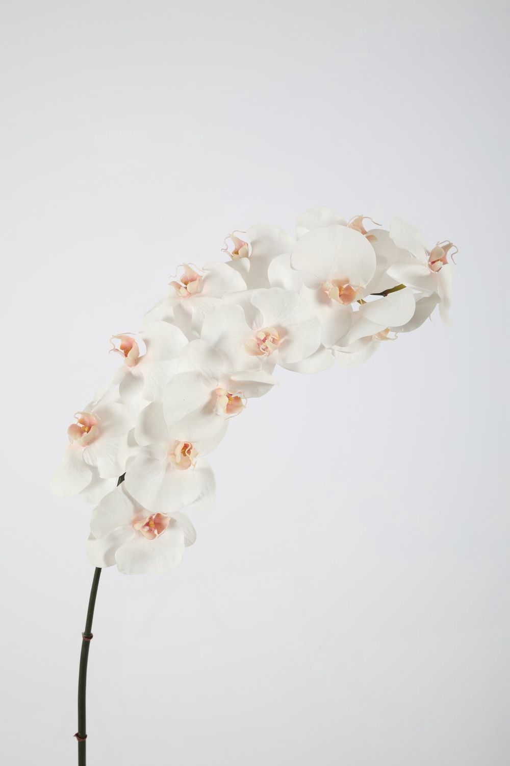 Phalaenopsis 12flrs 107cm wit