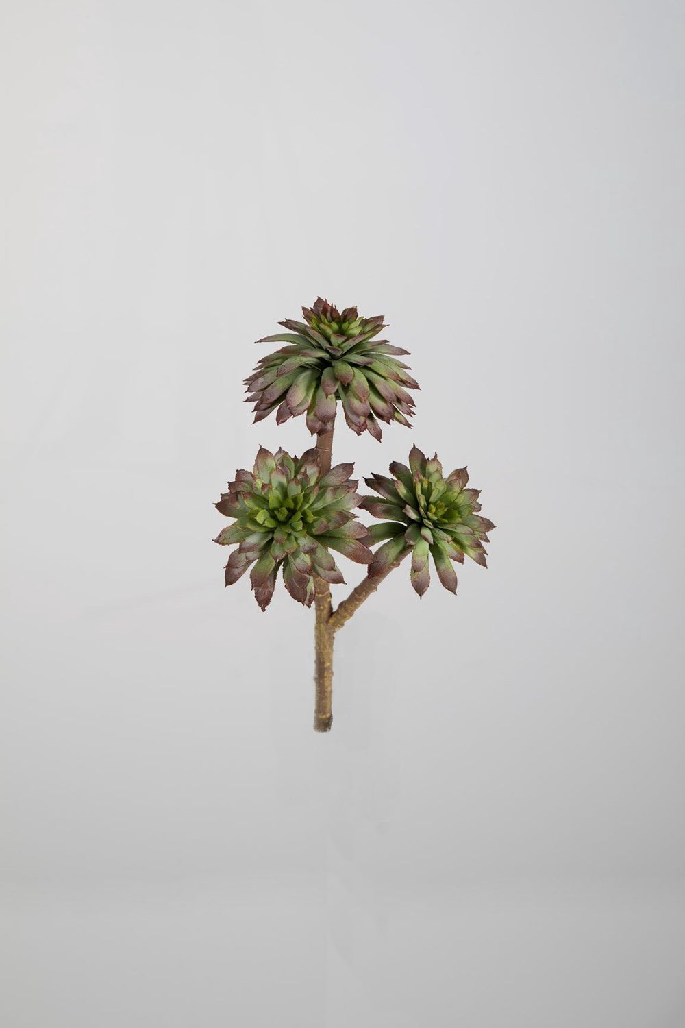 Echeveria Pick x3 27cm