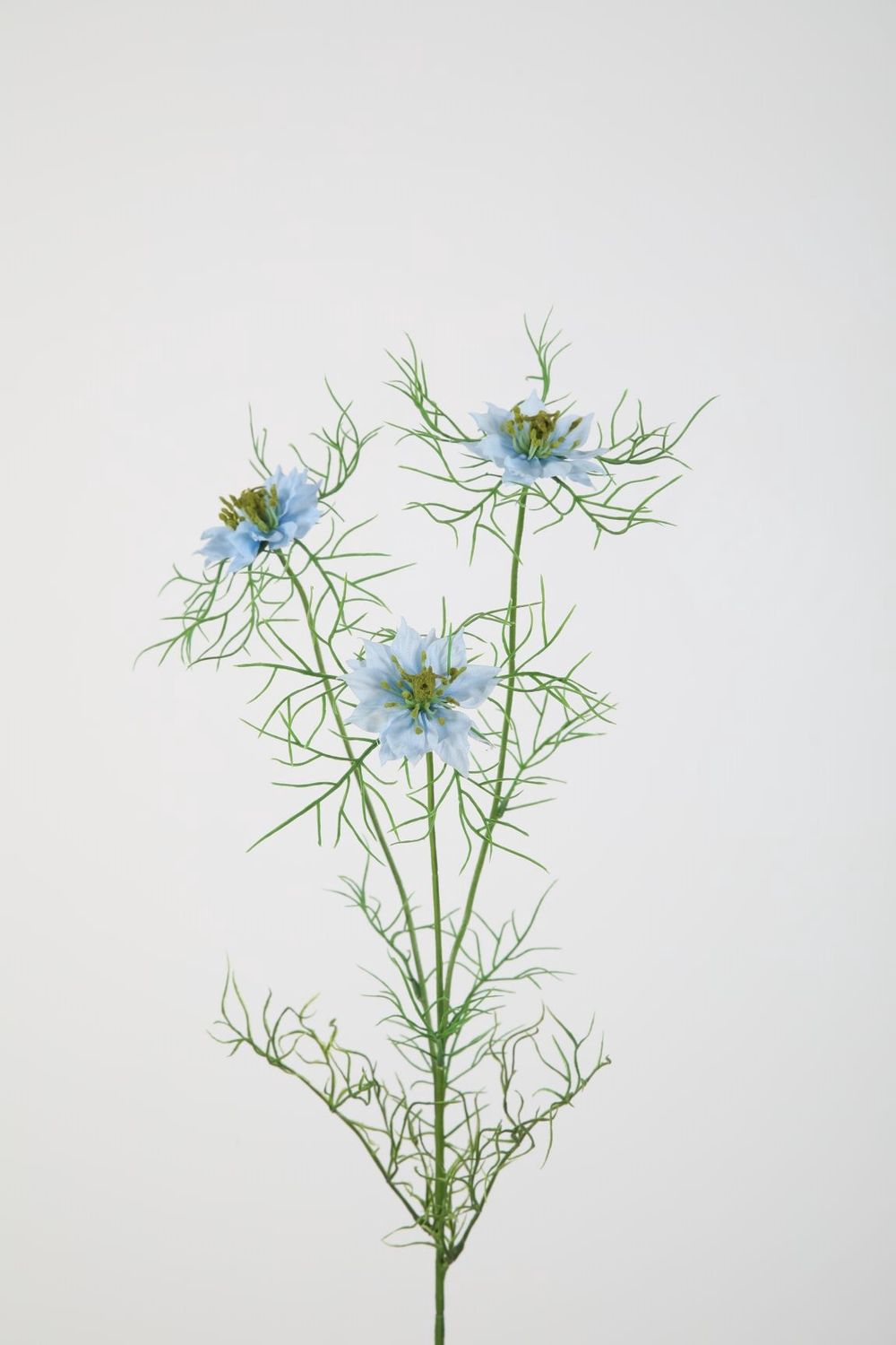 Nigella Flower Stem 62cm