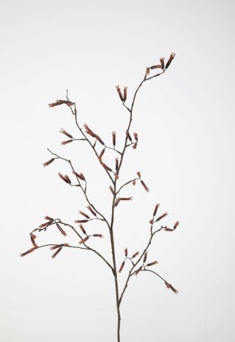 Kniphofia Stem 145 cm