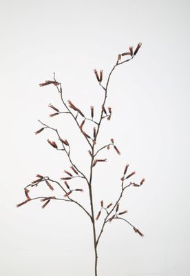 Kniphofia Stem 145 cm