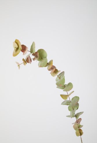 Eucalyptus Stem w/22 lvs 118cm