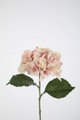 Hydrangea Stem 70cm