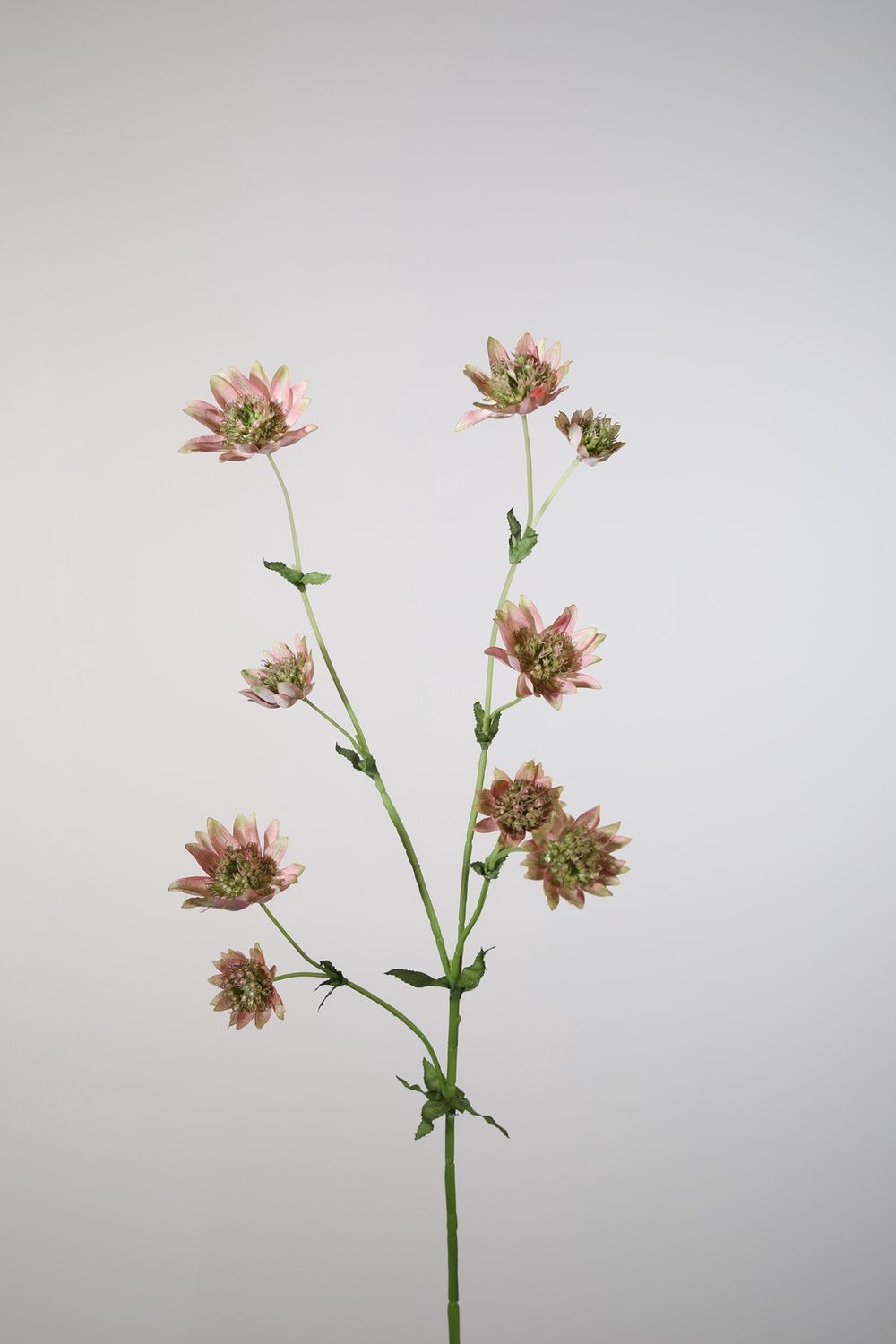 Astrantia Spray w/7flrs 73cm