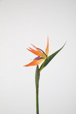 Bird of Paradise Strelitzia 80cm