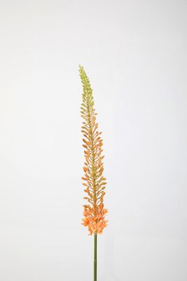 Eremurus Stem 112cm