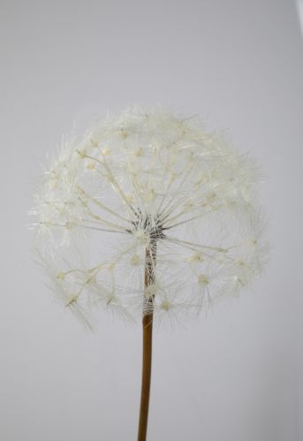 Dandelion 70cm dia 18cm
