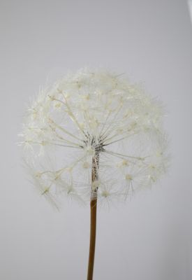 Dandelion 70cm dia 18cm
