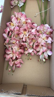 Vanda Orchid roze 69cm
