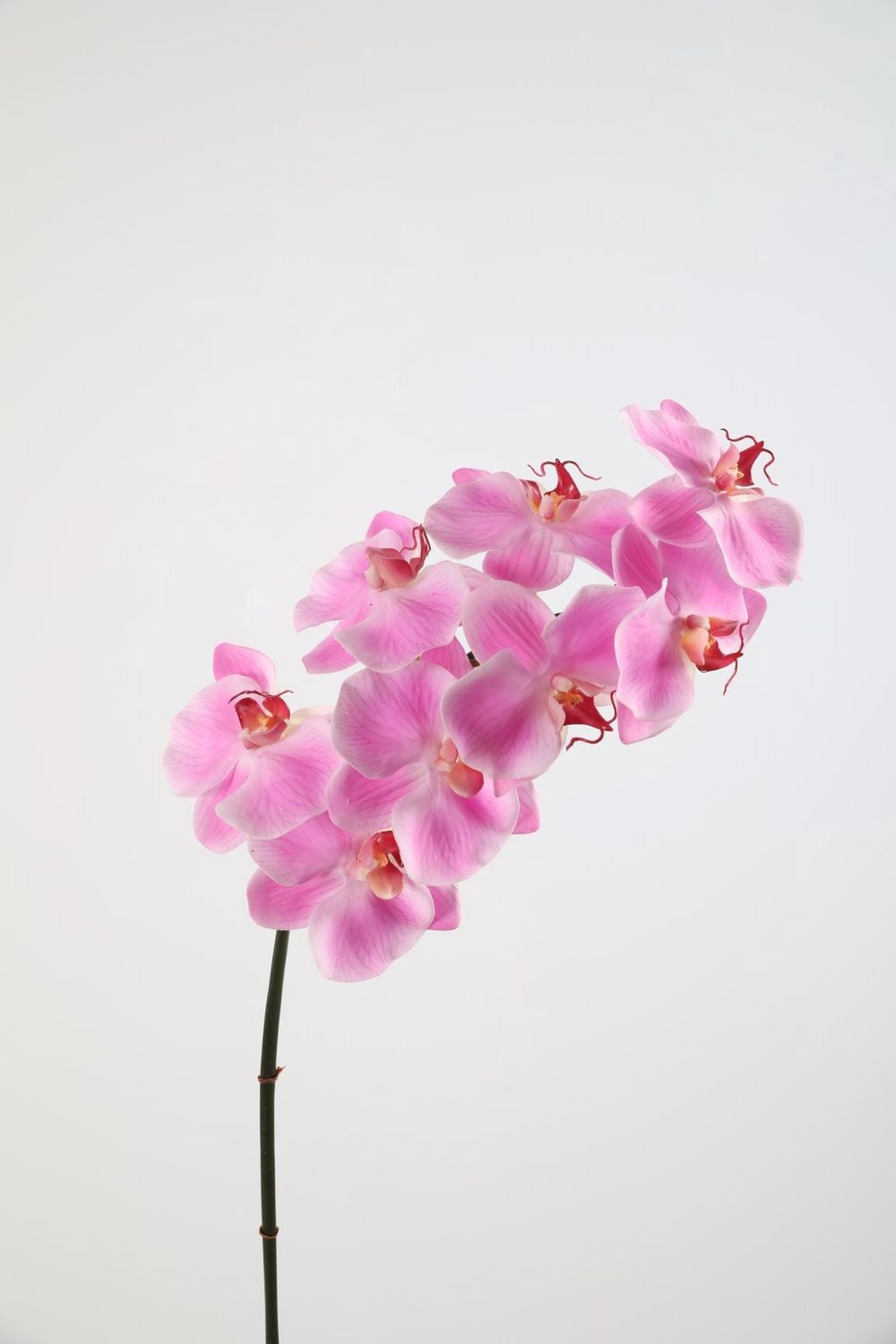 Phalaenopsis Stem 8flrs 79cm