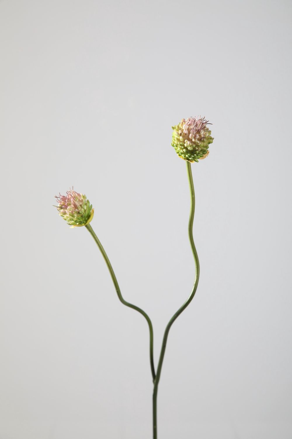 Allium Spray 64cm