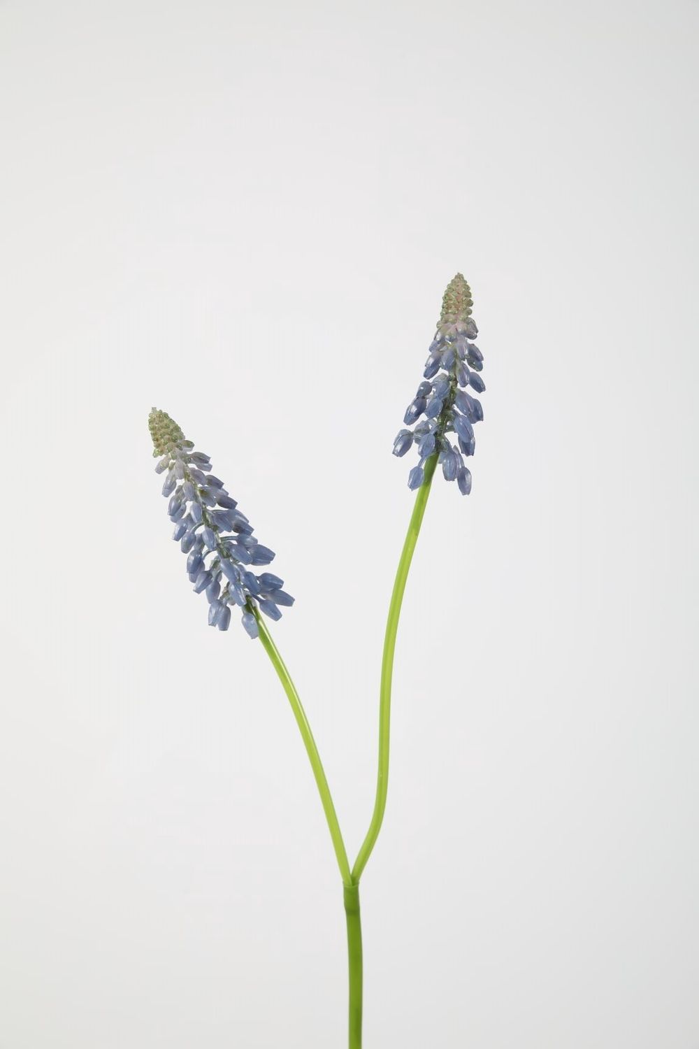 Muscari Stem 45cm