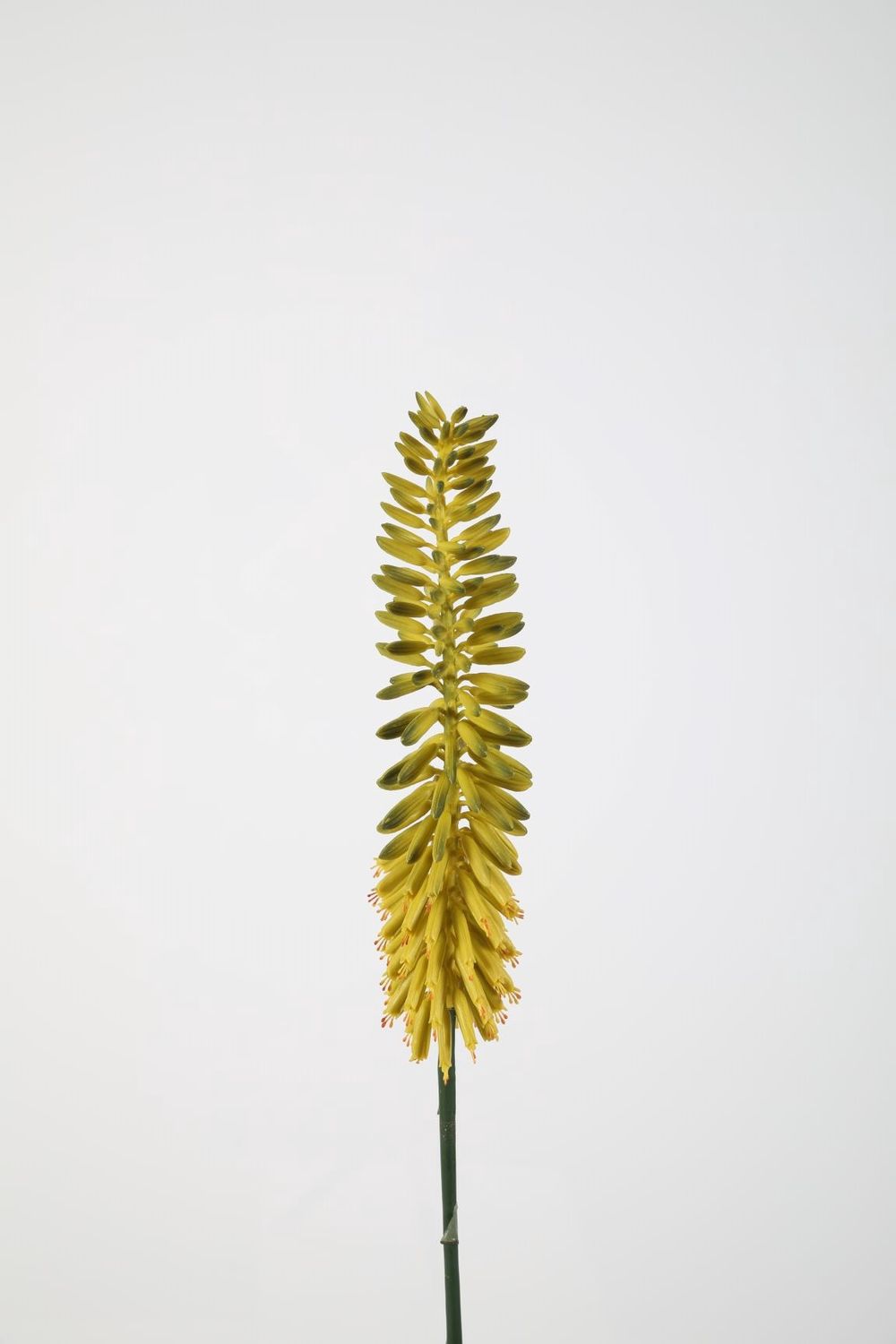 Kniphofia 89cm
