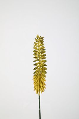 Kniphofia 89cm