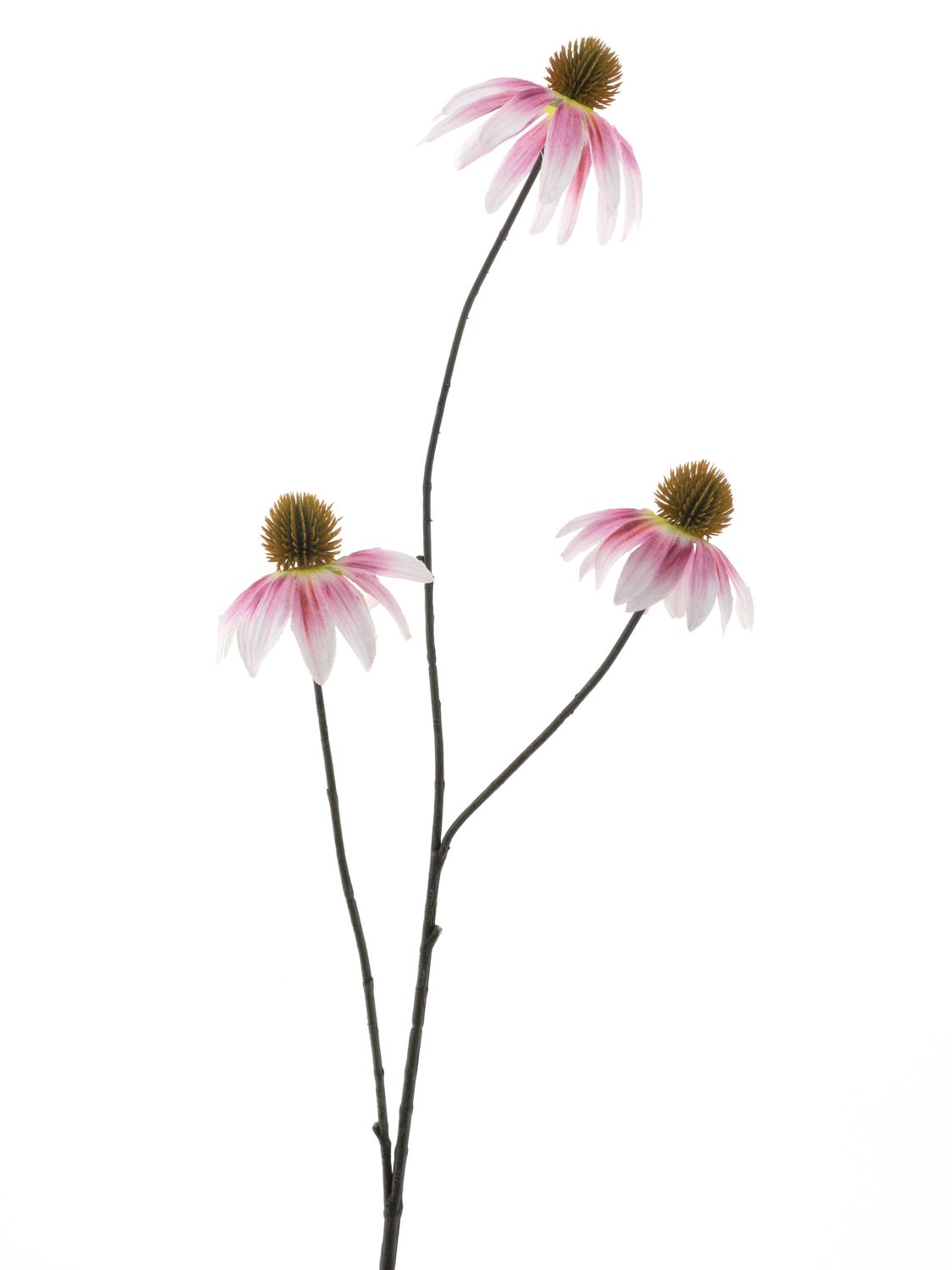 Echinacea spray pink 82cm