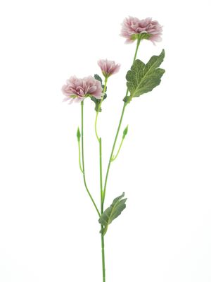 Dendranthema spray mauve 58cm