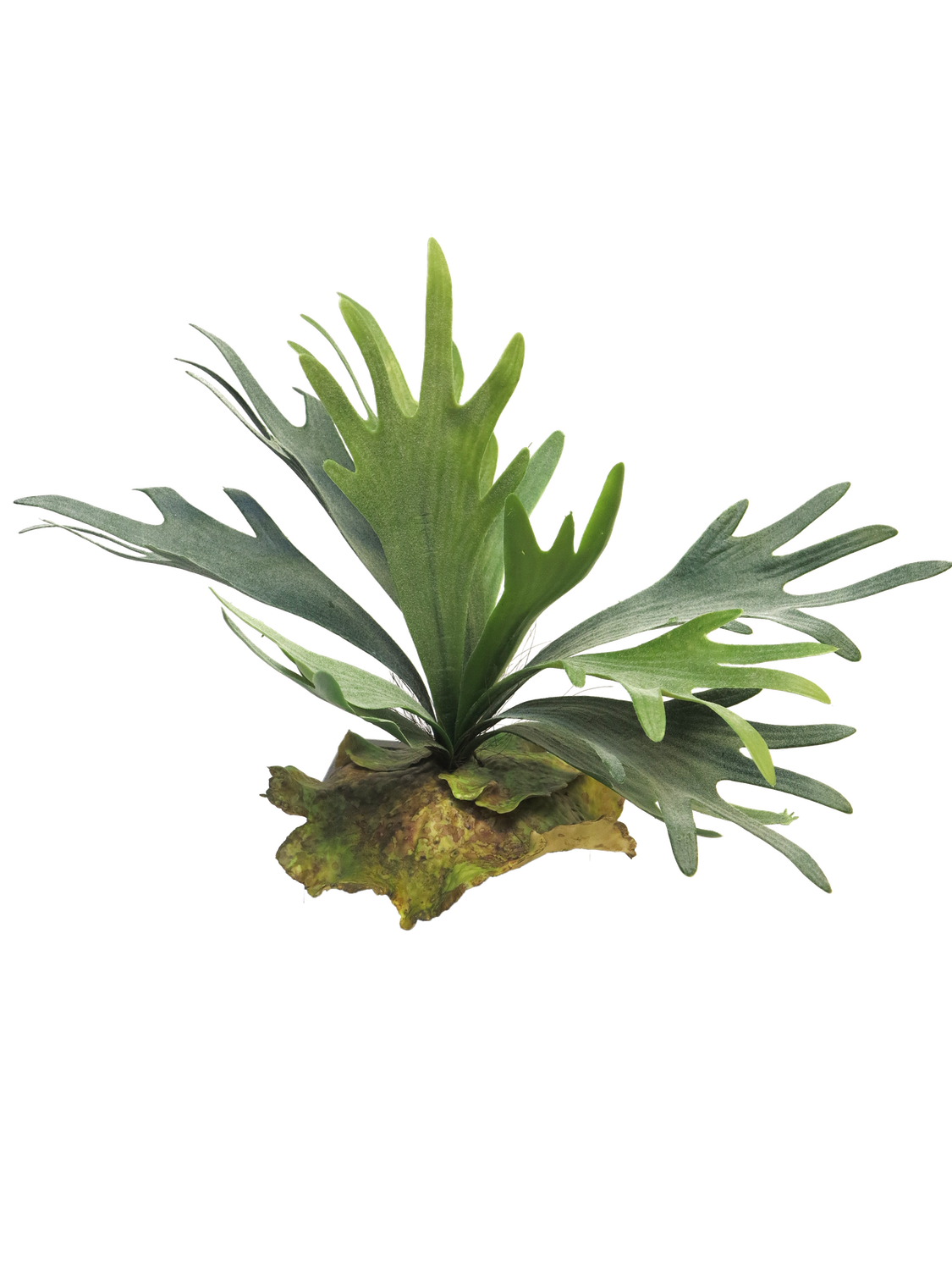 Hertshoorn Kunst Groen 27cm