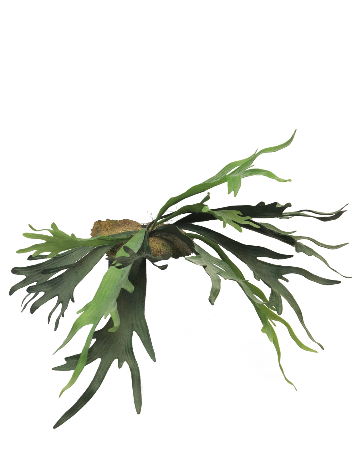 Platycerium green 50cm