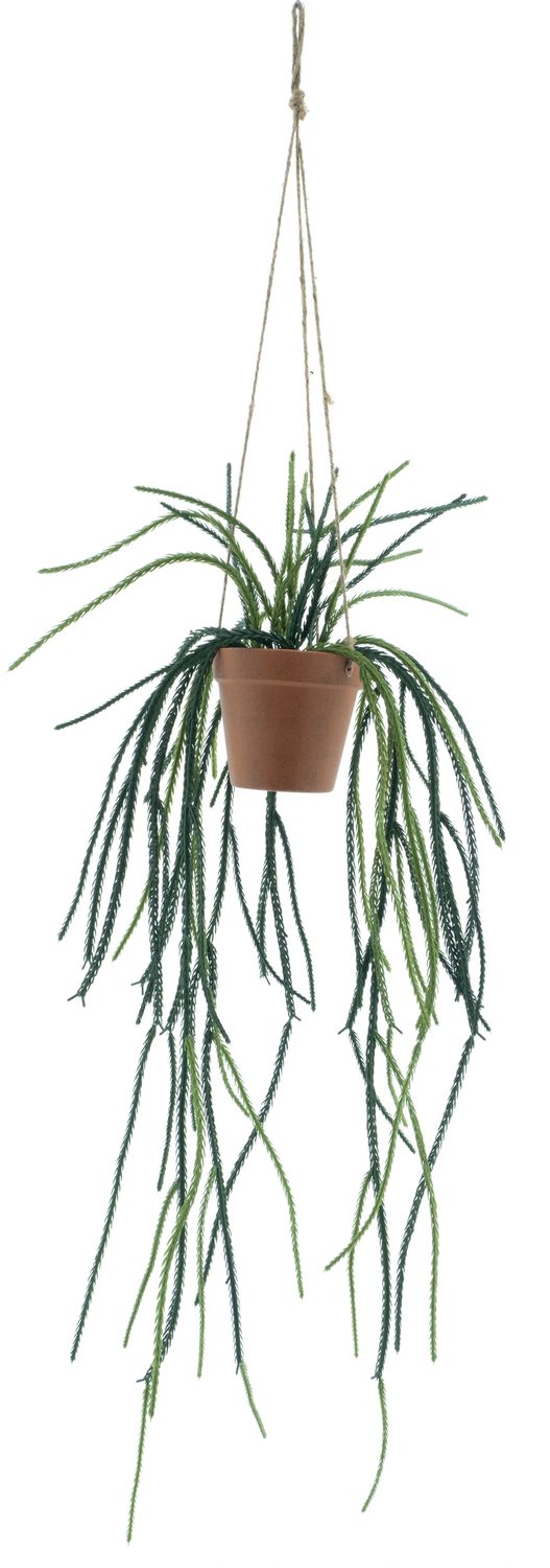 Rhipsalis in pot green 86cm