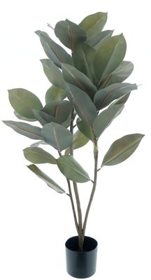 Ficus Elastica Plant in Pot Green H105
