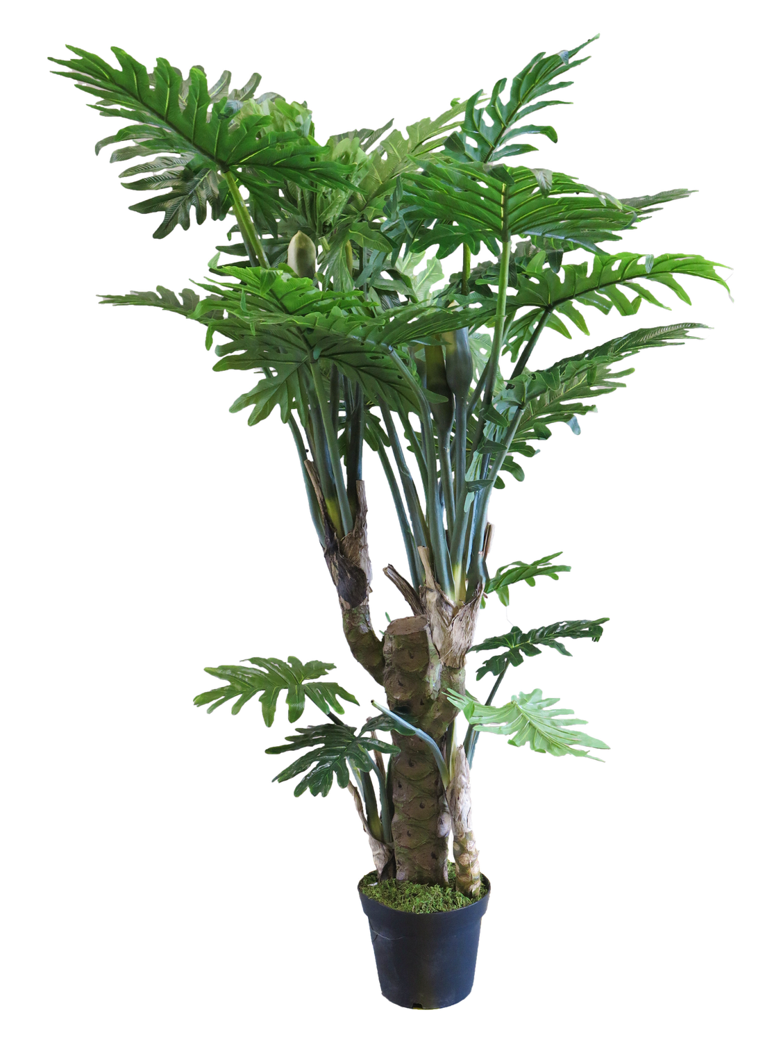 Philondendron Wasimbu Green H190