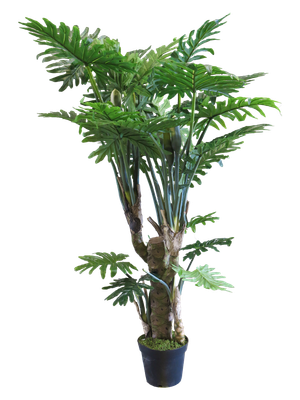 Philondendron Wasimbu groen H190