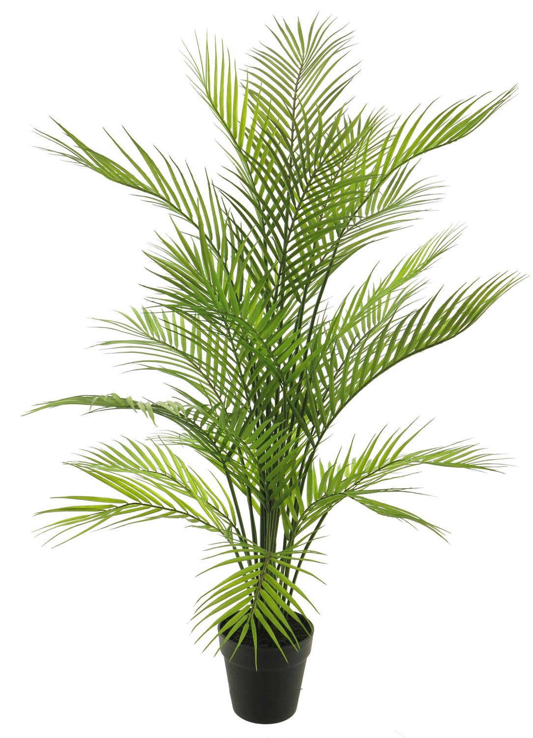 Areca dypsis in pot green 93cm