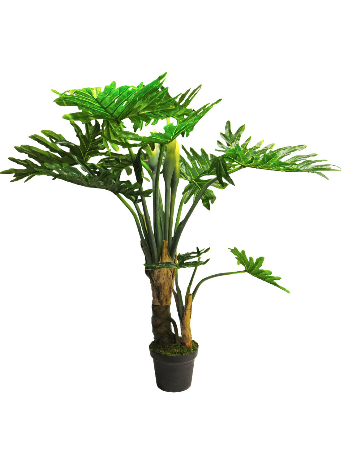 Philondendron Wasimbu Green H 155