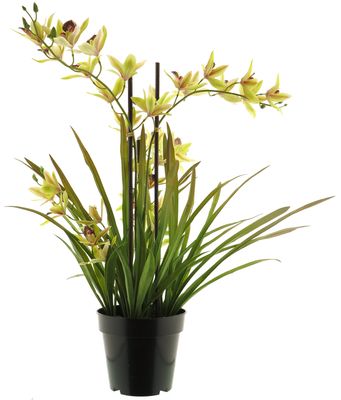 Meadow orchid plant w/pot green 4/4 71cm
