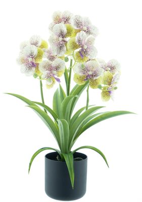 Phalaenopsis orchid in pot green/cream 50cm