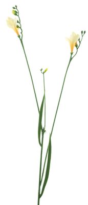 Freesia spray cream/yellow 76cm