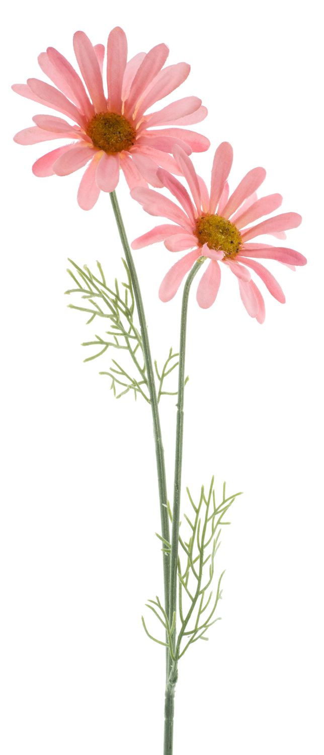 Daisy Cordoba spray pink 56cm