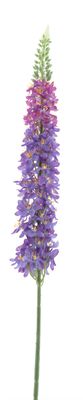 Lupinus spray purple 109cm