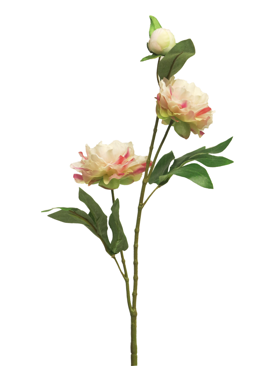 Paeony princess cream/pink 67cm