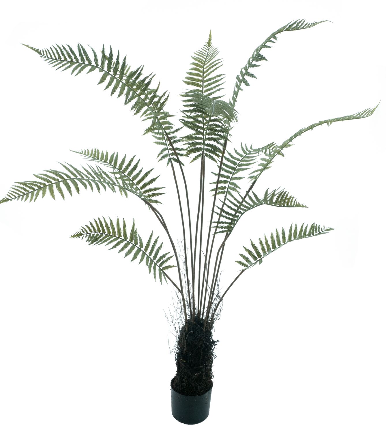Fern tree in pot green 150cm